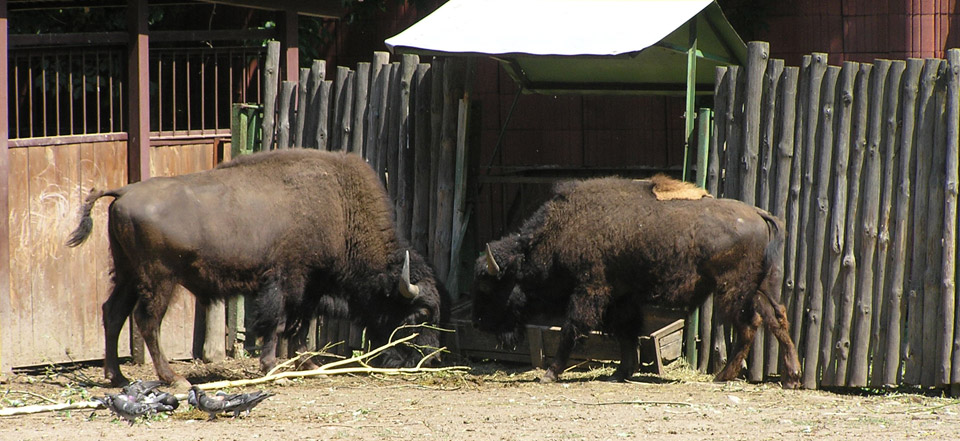 云计算平台的ddos攻击ip软件下载