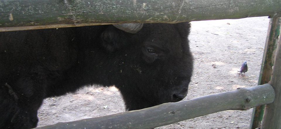 一键环境切换的doss网站攻击